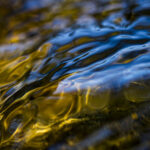 gold velvet 2