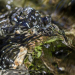 paredolia. moving water frozen in one picture that looks like a glass dog.